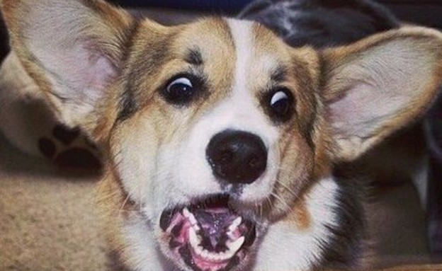 כלב מאושר (צילום: dailypicksandflicks.com)