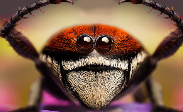 תקריב של חיפושית (צילום: thesun.co.uk)