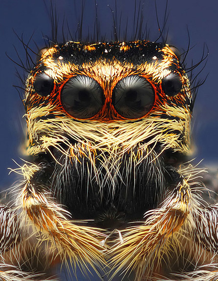תקריב של עכביש (צילום: thesun.co.uk)
