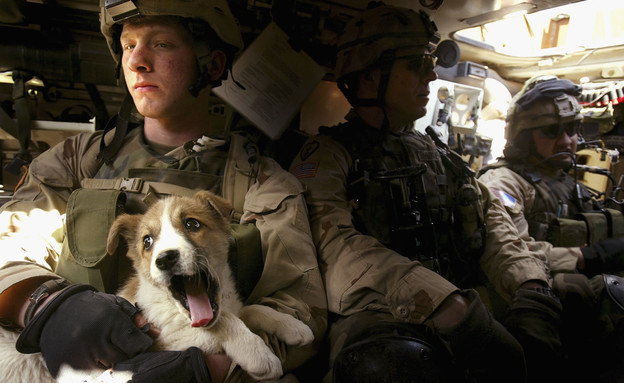 כלב עם חייל אמריקאי בתוך רכב משוריין במוסול אפגניס (צילום: Ghaith Abdul-Ahad, GettyImages IL)