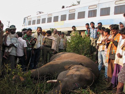 פילים נדרסו בהודו