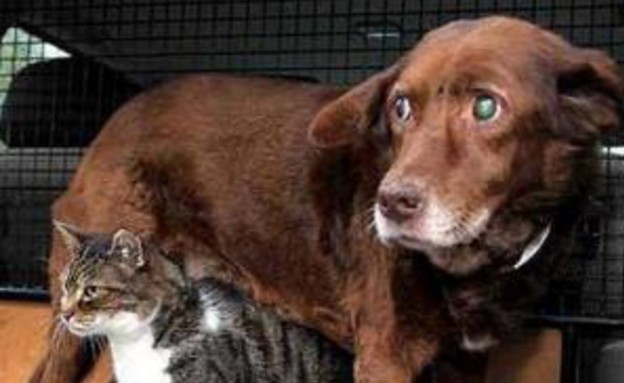 כלב עיוור עם חתול נחייה