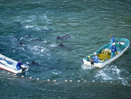 דולפינים נשחטים ביפן