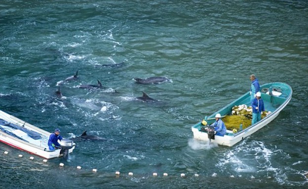 דולפינים נשחטים ביפן