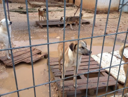 בתי מחסה לכלבים וחתולים (צילום: תומר ושחר צלמים)