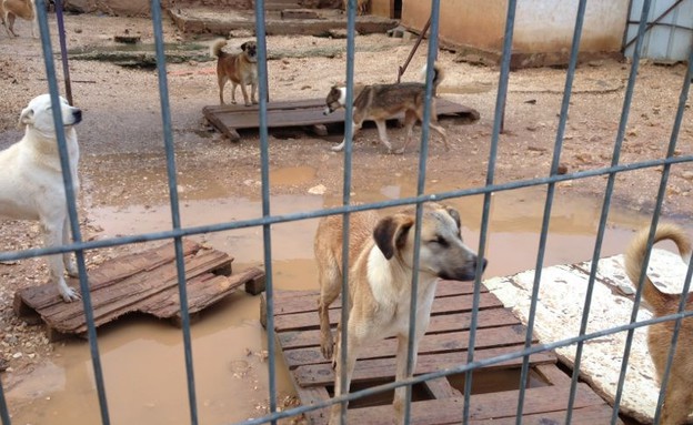 בתי מחסה לכלבים וחתולים בתי מחסה לכלבים וחתולים