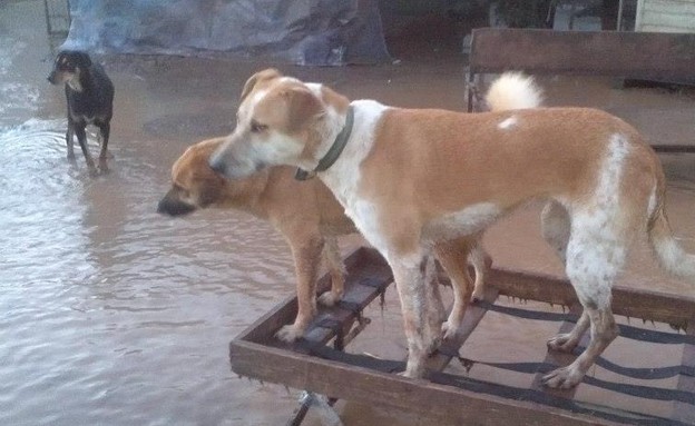 בתי מחסה לכלבים וחתולים בתי מחסה לכלבים וחתולים