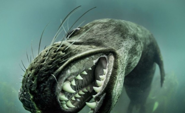 שיניים של כלב ים