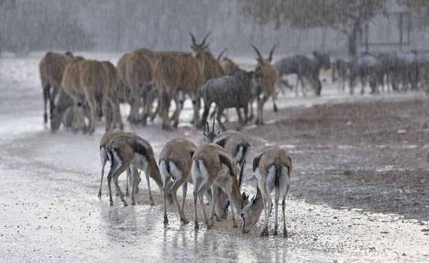 חיות בסופה בספארי ברמת גן חיות בסופה בספארי ברמת גן