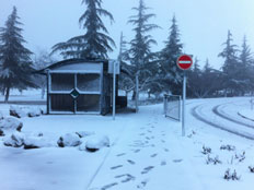 קיבוץ אלרום. שלג ועוד שלג (צילום: דודי מורד)