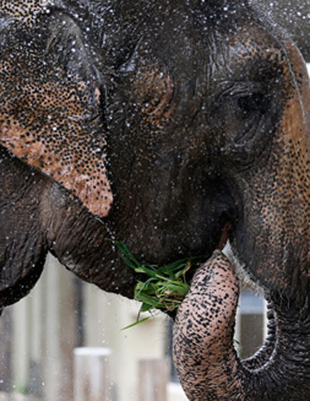 טובחים בפילים - בשביל שנהב. ארכיון (צילום: RTR)