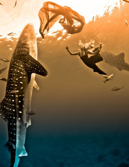 דוגמניות מצטלמות עם כרישים לבנים