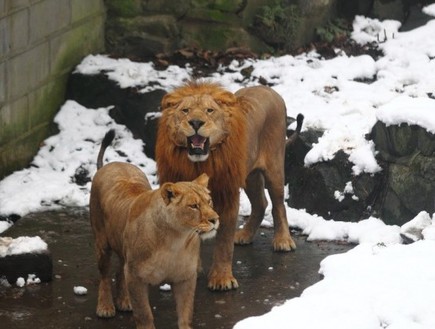 ילדים זורקים כדורי שלג על אריות