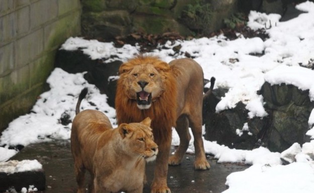 ילדים זורקים כדורי שלג על אריות