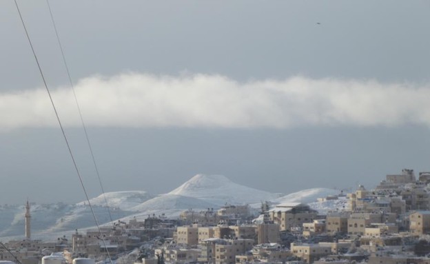 הורודיון לבן, ישראל לבנה (צילום: יונתן רואיג)