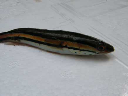 אחד מזני הדגים שנתפסו (צילום: משרד החקלאות ופיתוח הכפר)