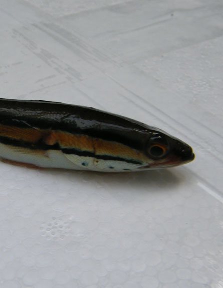 אחד מזני הדגים שנתפסו (צילום: משרד החקלאות ופיתוח הכפר)