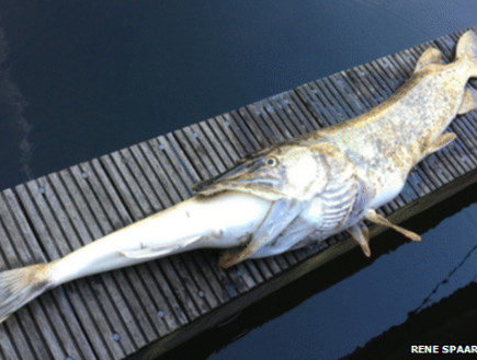 נקמת הדג שנטרף (צילום: bbc.co.uk)