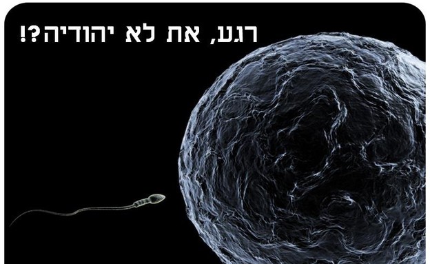 קרדיט: ספרן לילה