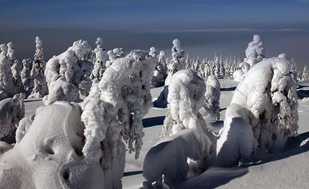 צורות, העצים הקפואים של לפלנד צורות, העצים הקפואים של לפלנד