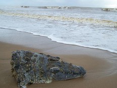 ראש תנין נשטף לחוף (צילום: thesun.co.uk)