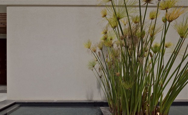 גיל גרוסמן, עציץ