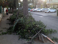 עץ חוסם את המדרכה בבירה (צילום: יוסי זילברמן, חדשות 2)