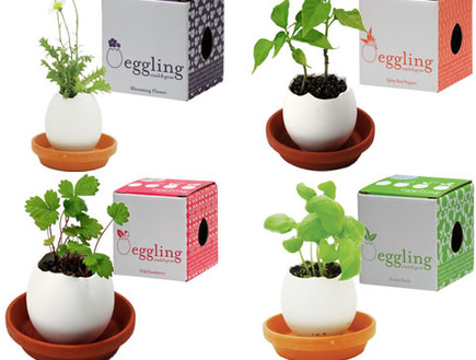החמישייה ביצים עם קופסאות (3) (צילום: www.eggling)