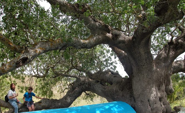 אלה אטלנטית בקדיתא אלה אטלנטית בקדיתא