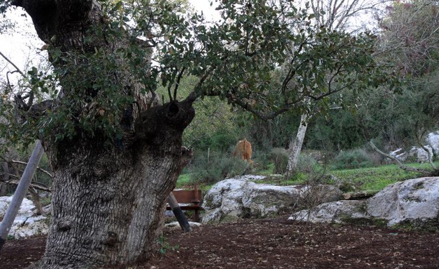 אלון התבור בקרית טבעון אלון התבור בקרית טבעון