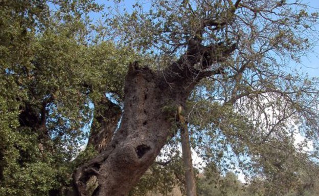 אלון מצוי בצובה אלון מצוי בצובה