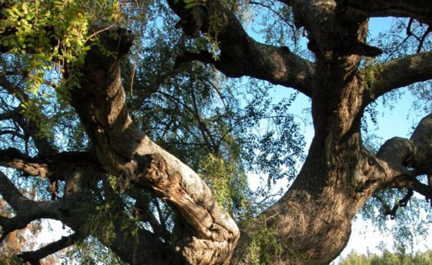 שיזף מצוי בבן שמן שיזף מצוי בבן שמן