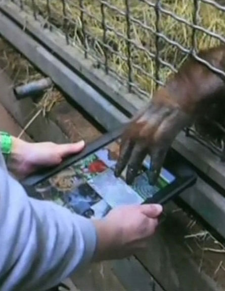 צפו: קופים משחקים באייפד (צילום: חדשות 2)
