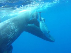 לוויתנים אימצו דולפין