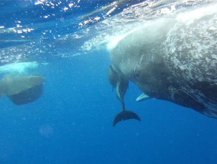 לוויתנים אימצו דולפין