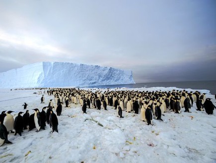 מושבת פינגווינים ענקית באנטארקטיקה (צילום: International Polar Foundation)