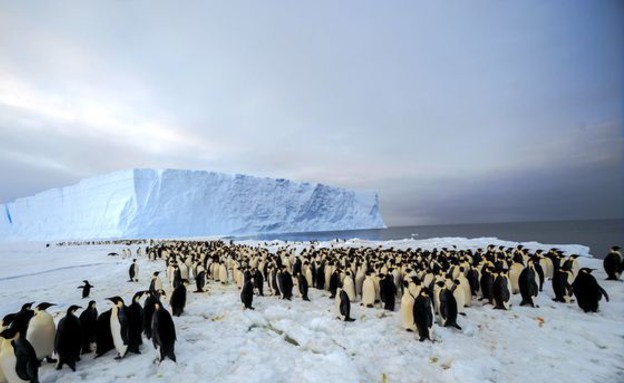 מושבת פינגווינים ענקית באנטארקטיקה (צילום: International Polar Foundation)