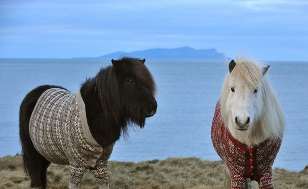 פוני, קמפיינים לתיירות (צילום: VisitScotland blog)