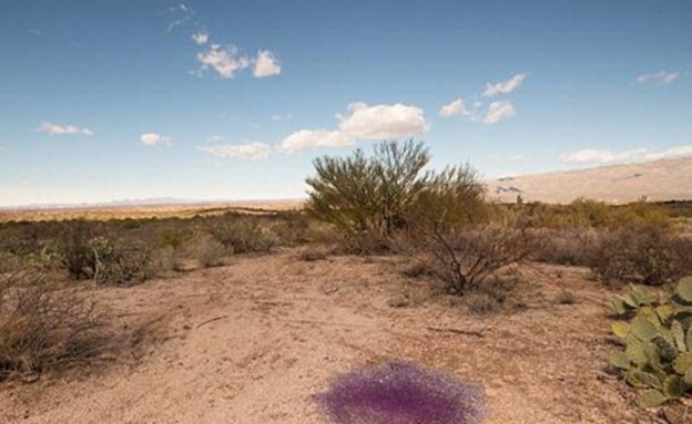 בועות סגולות במדבר באריזונה (צילום: dailymail.co.uk)