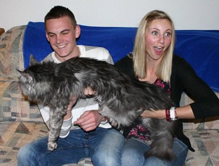סטואי החתול הארוך בעולם (צילום: dailymail.co.uk)