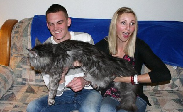 סטואי החתול הארוך בעולם (צילום: dailymail.co.uk)