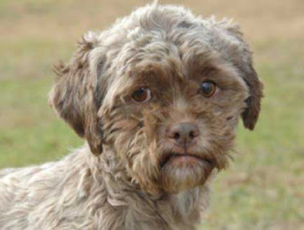 כלב הפודל טוניק עם פנים אנושיות