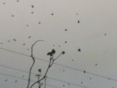השמיים מכוסים עכבישים בברזיל