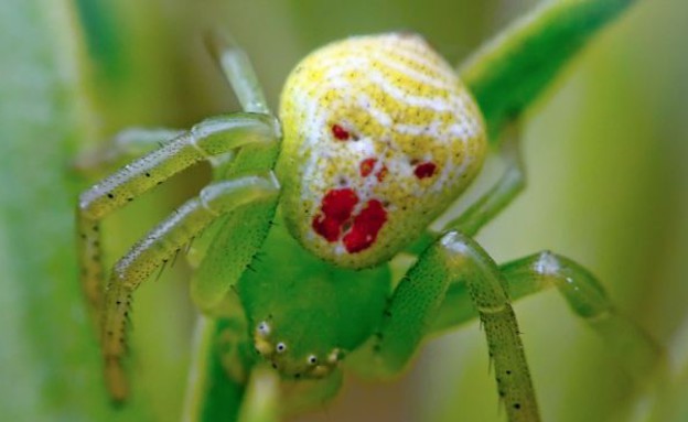 עכביש הליצן המרושע (צילום: dailymail.co.uk)