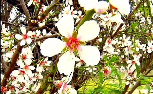 פרח מלבלב (צילום: חדשות 2)