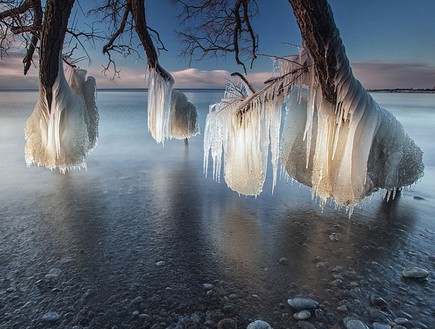 עצים קופאים בקרח