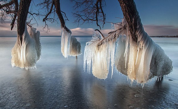 עצים קופאים בקרח