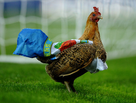 תרנגול בכדורגל (צילום: Laurence Griffiths, GettyImages IL)