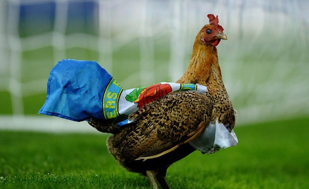 תרנגול בכדורגל (צילום: Laurence Griffiths, GettyImages IL)