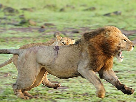 לביאות תוקפות אריה